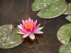 22 Kashgar Donghu East Lake Lotus Pond Red Lotus